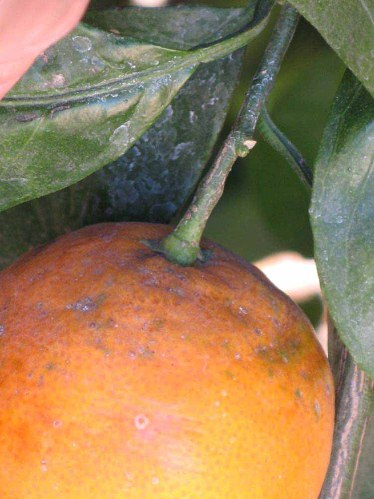            Fruit (Riverside, CA)   